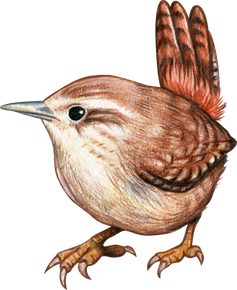 Hand Drawn Wren Bird